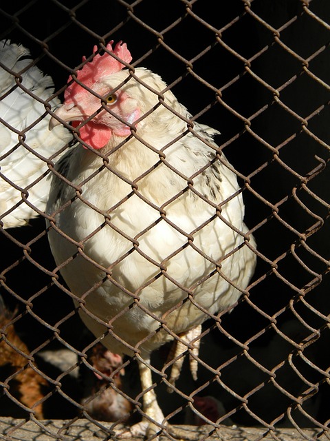 衛冕冠軍技高一籌，騎士還有提升空間.