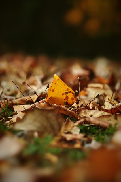 没找到手感！博格丹半场4中0未得分 拿下3板6助1断.